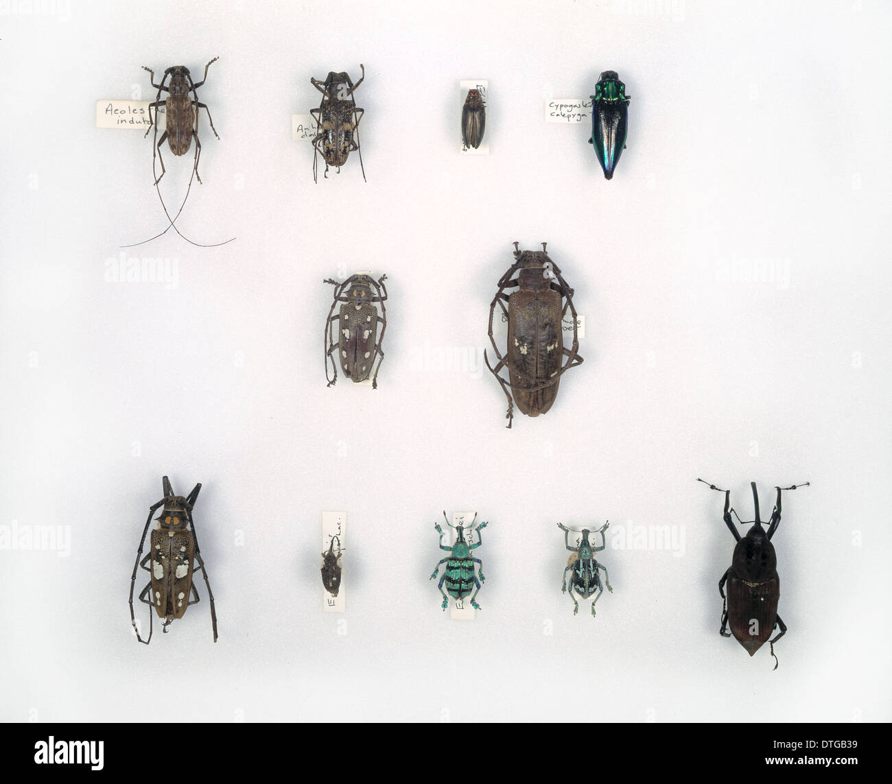 Les coléoptères du Wallace Banque D'Images