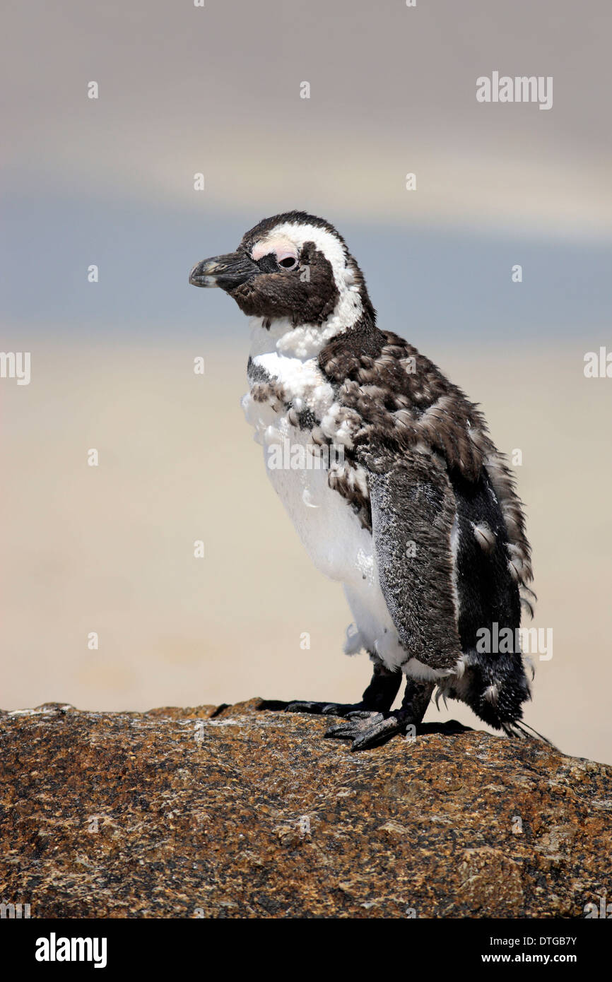Jackass Penguin, Boulder, Simon's Town, Western Cape, Afrique du Sud / (Spheniscus demersus) / la mue Banque D'Images
