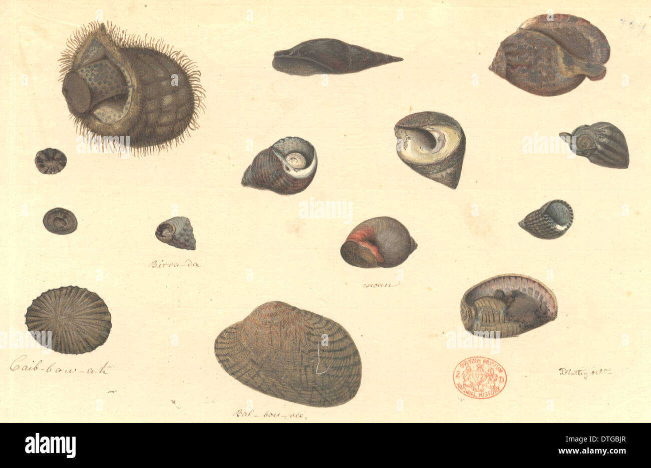 Quatorze mollusques bivalves et gastéropodes, y compris Banque D'Images