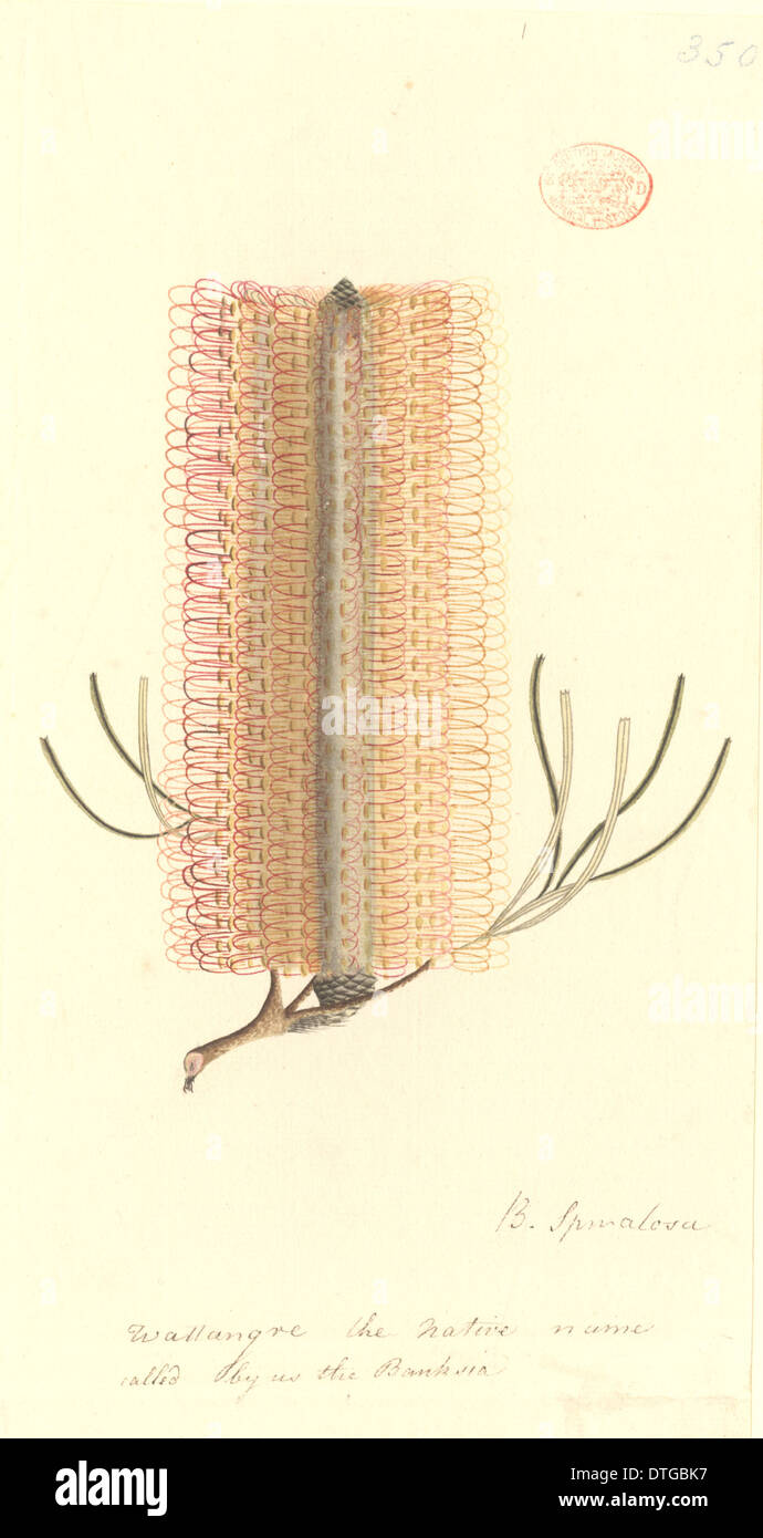 Banksia Banksia spinulosa, épingle Banque D'Images