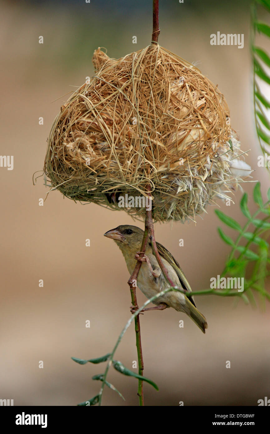 Masked Weaver, femme au nid, Oudtshoorn, Klein Karoo, Afrique du Sud / (Ploceus velatus) Banque D'Images