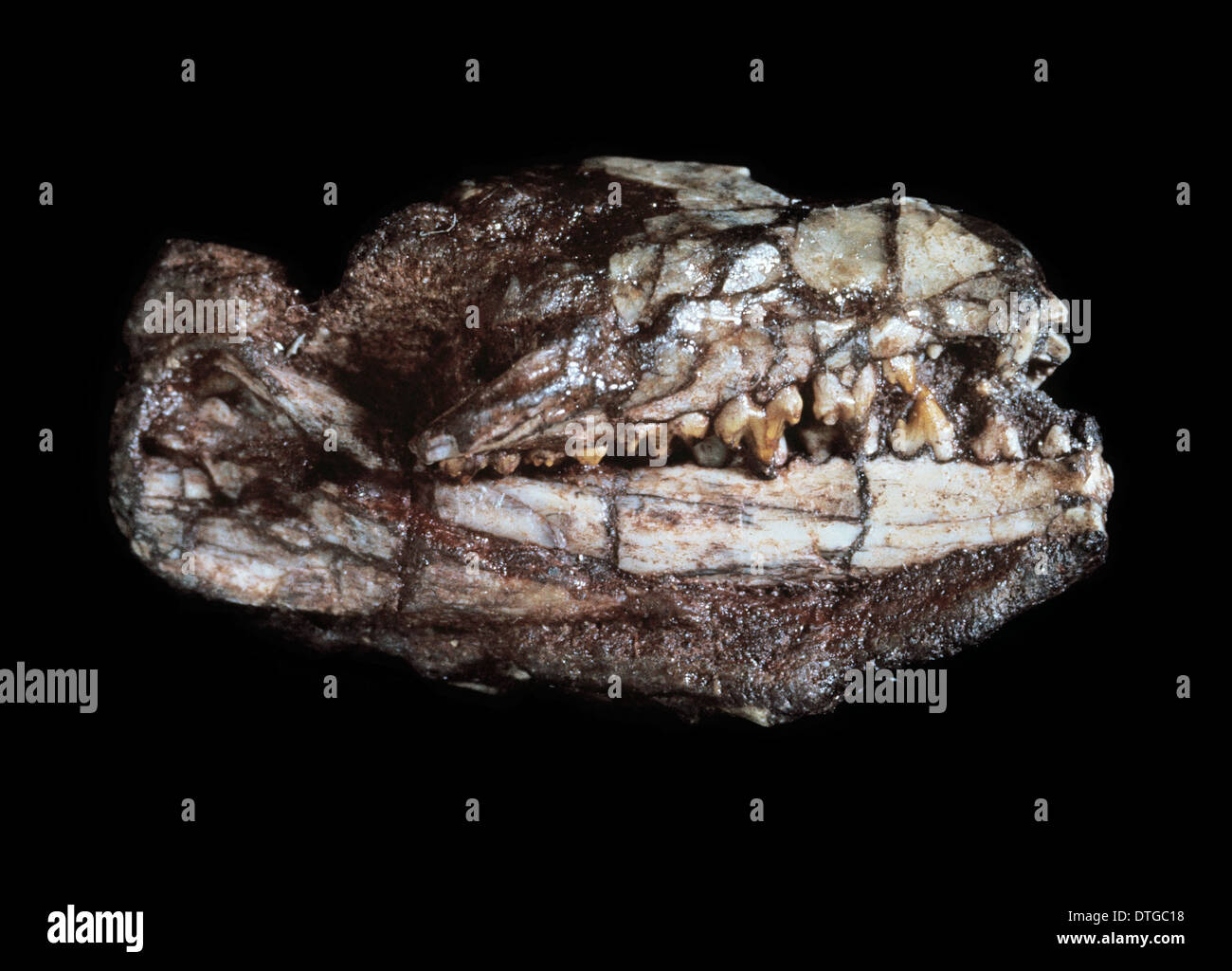 Crâne Megazostrodon Banque D'Images
