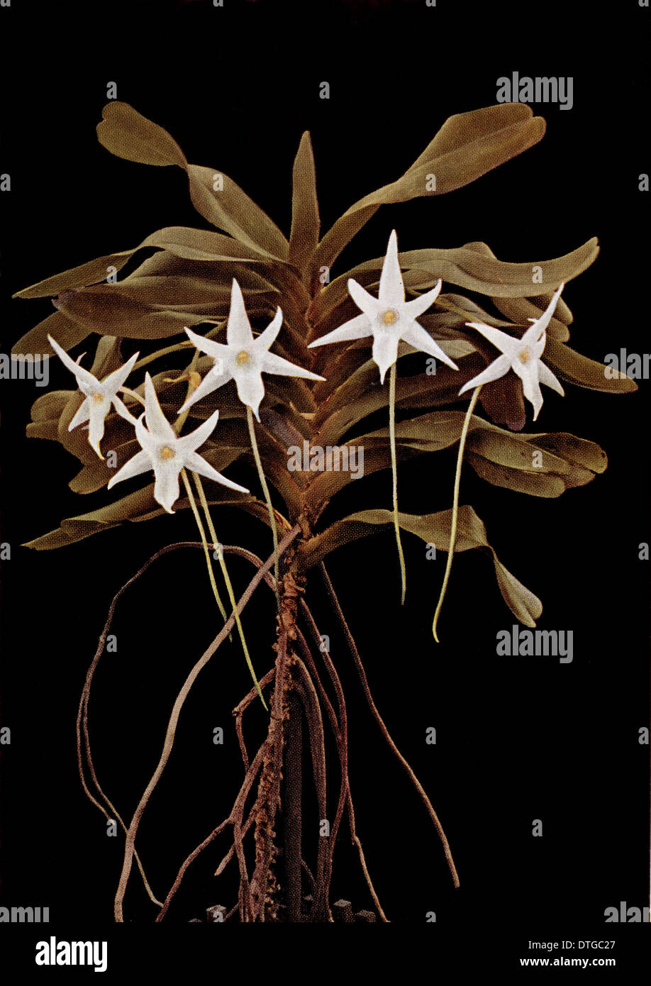 Angraecum sesquipedale, orchidée malgache Banque D'Images