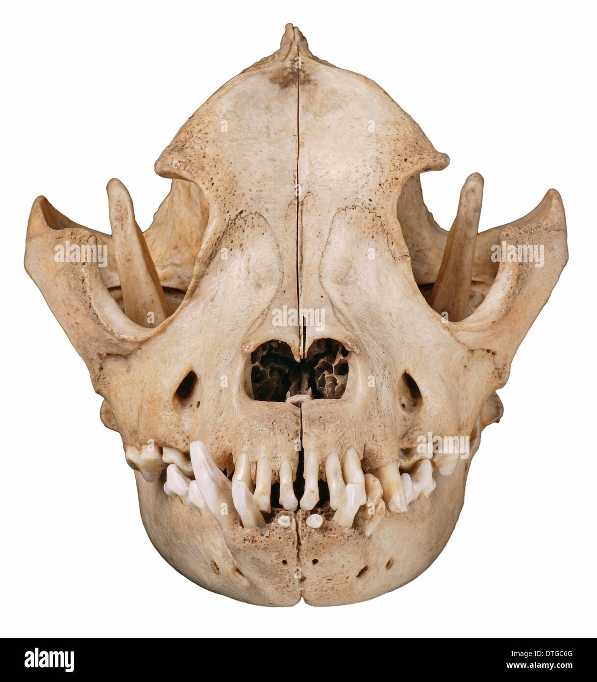Bulldog cranium c.1860 Banque D'Images