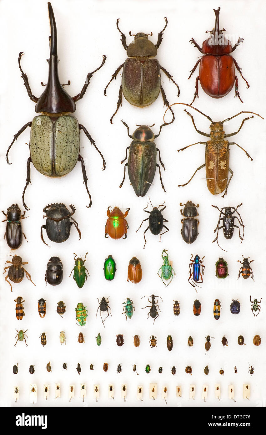 Les spécimens entomologie Banque D'Images