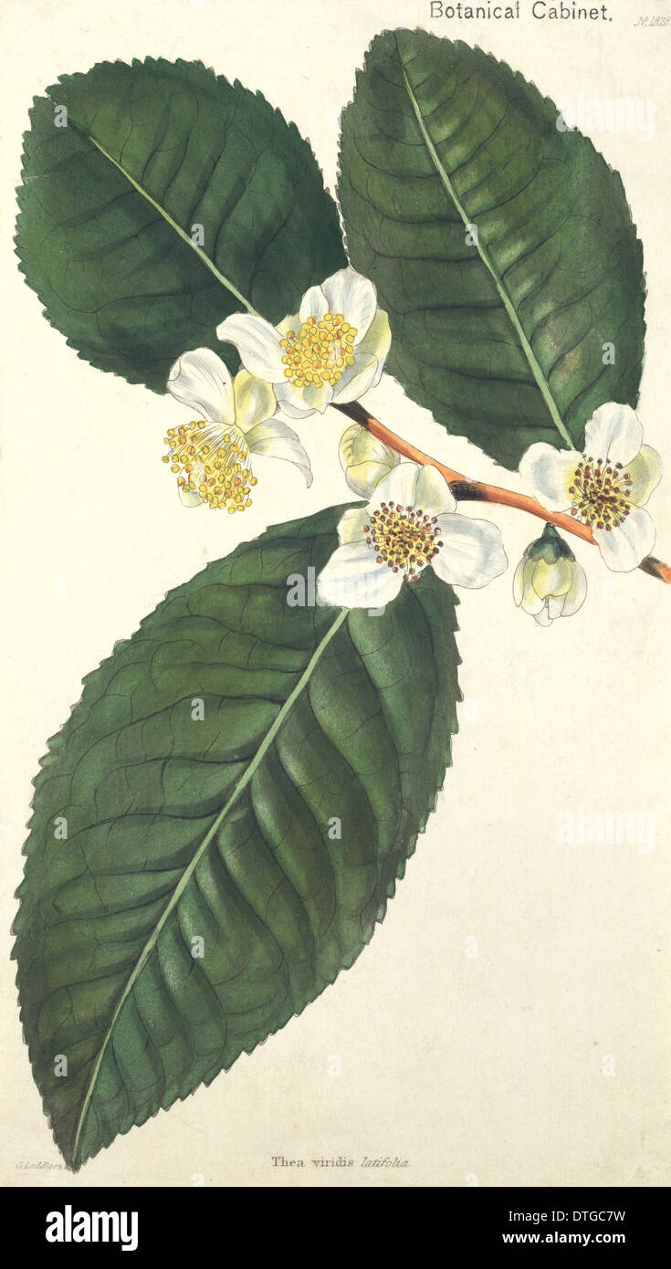 Camellia thea, plateau Banque D'Images