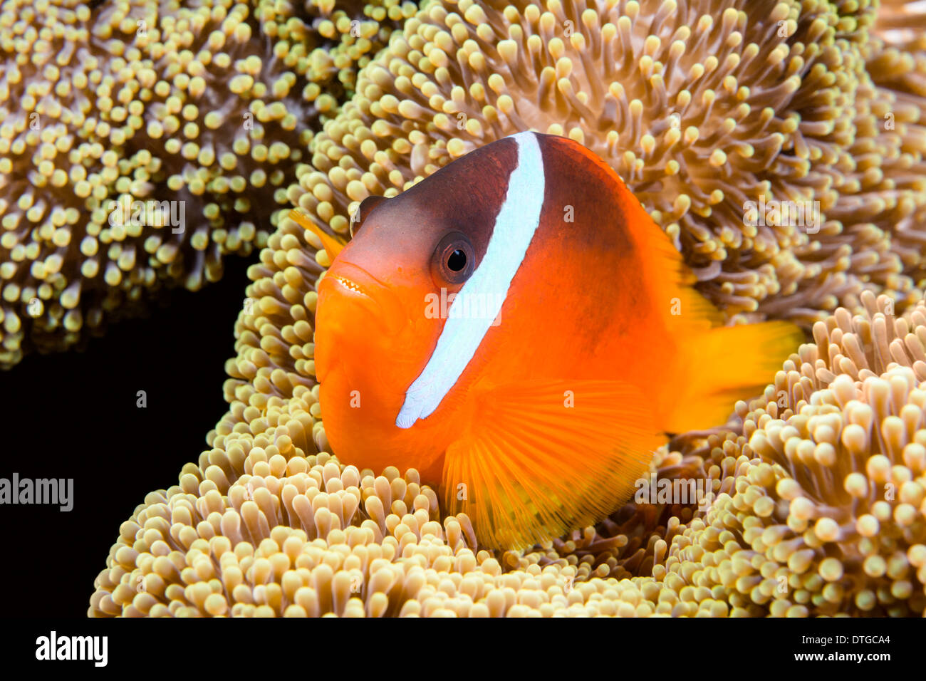 Un beau poissons clown orange de protection repose dans les tentacules d'une anémone de mer dans les régions tropicales de la mer des îles Fidji. Banque D'Images
