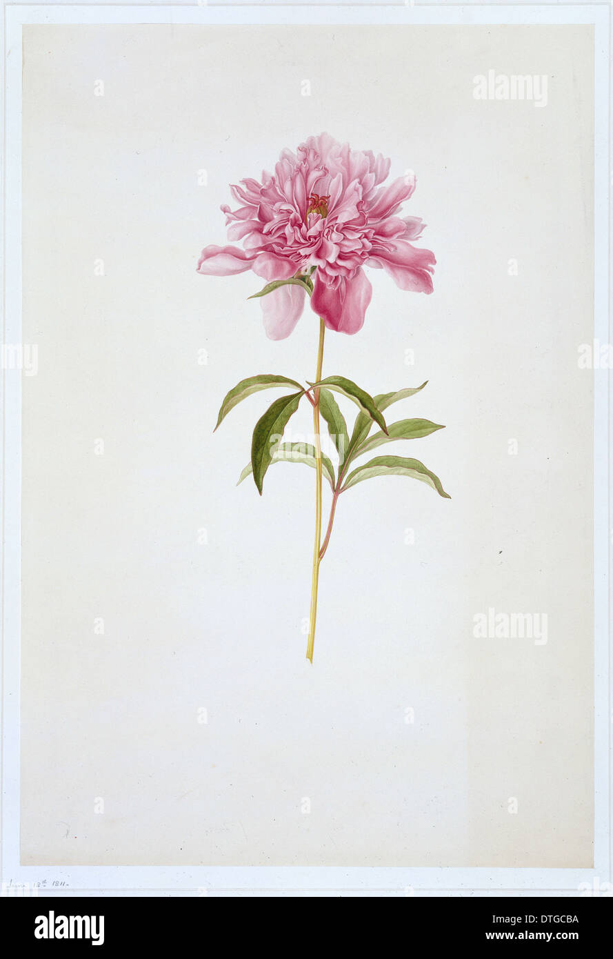 Paeonia sp., la pivoine Banque D'Images