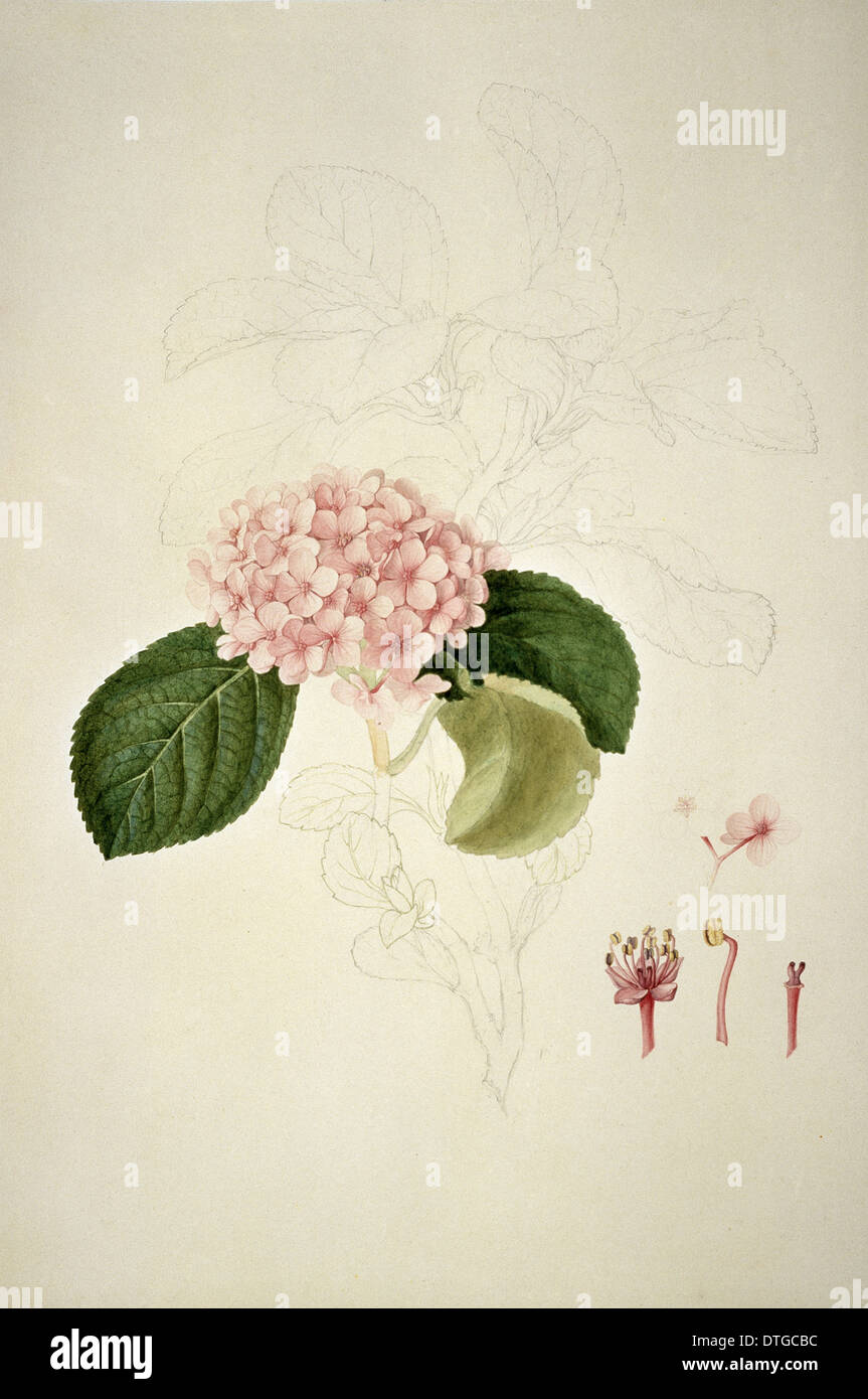 L'Hydrangea, hortensia sp. Banque D'Images