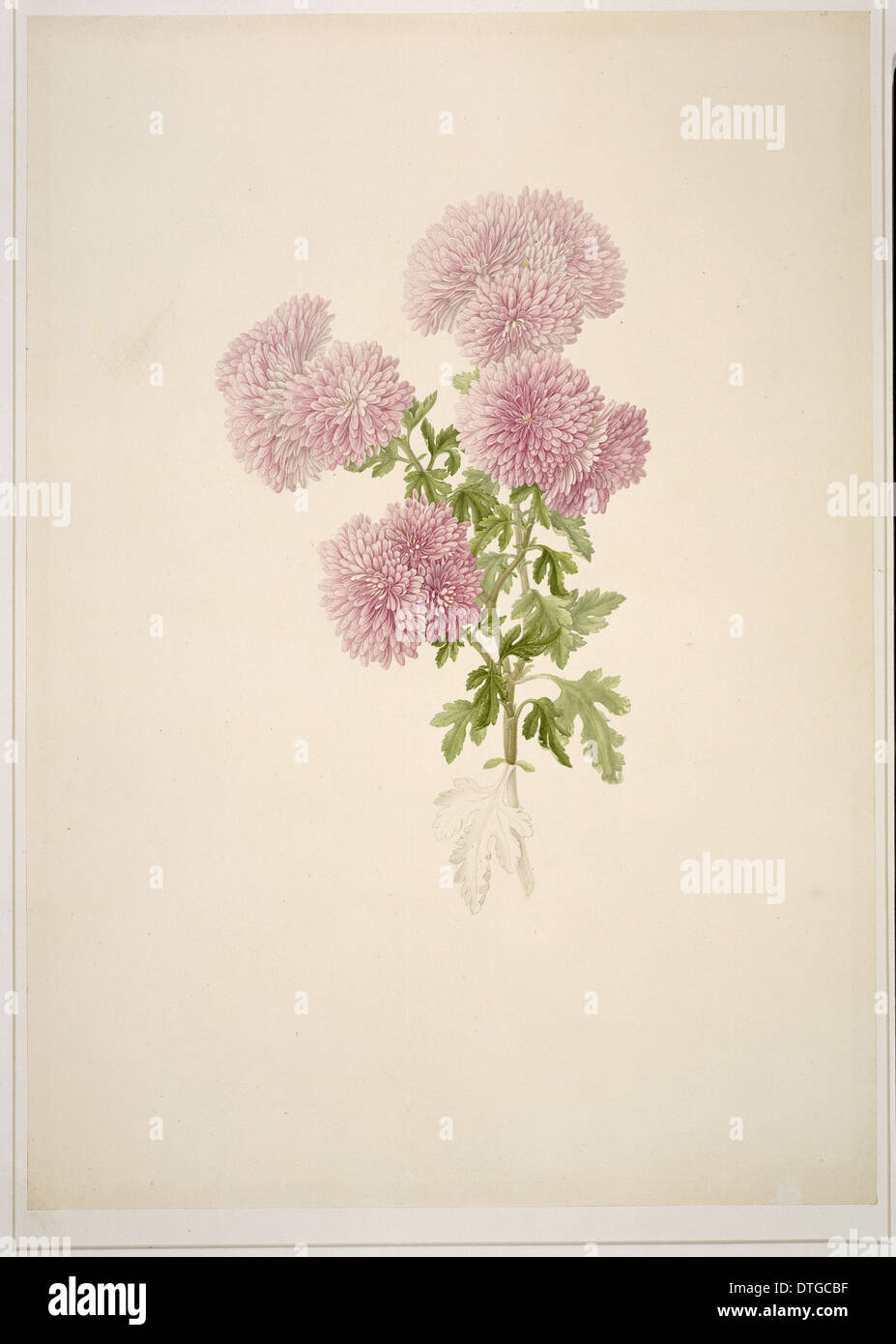 Chrysanthemum Chrysanthemum sp., Banque D'Images