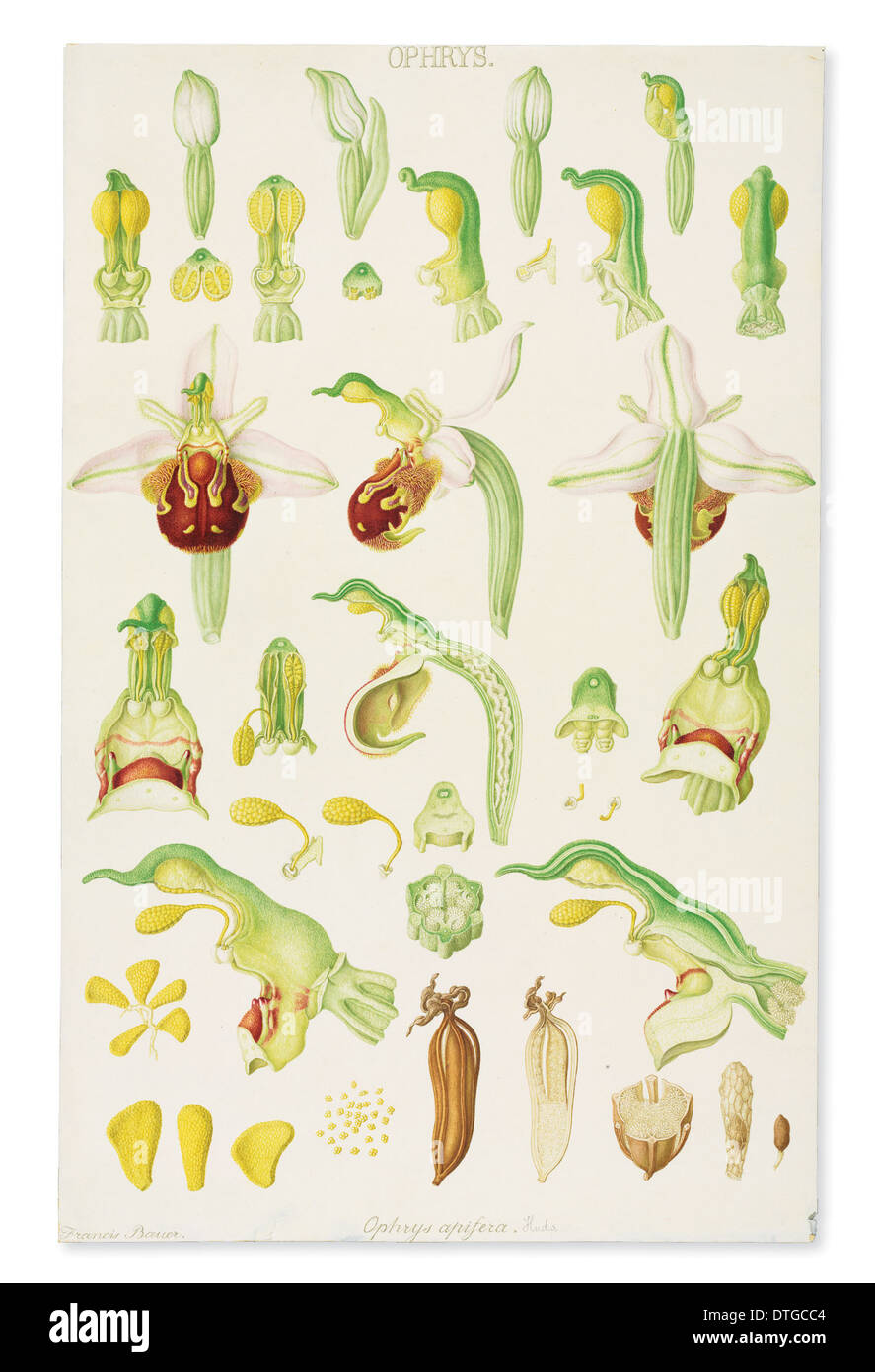 Stanhopea insignis, orchidée Banque D'Images