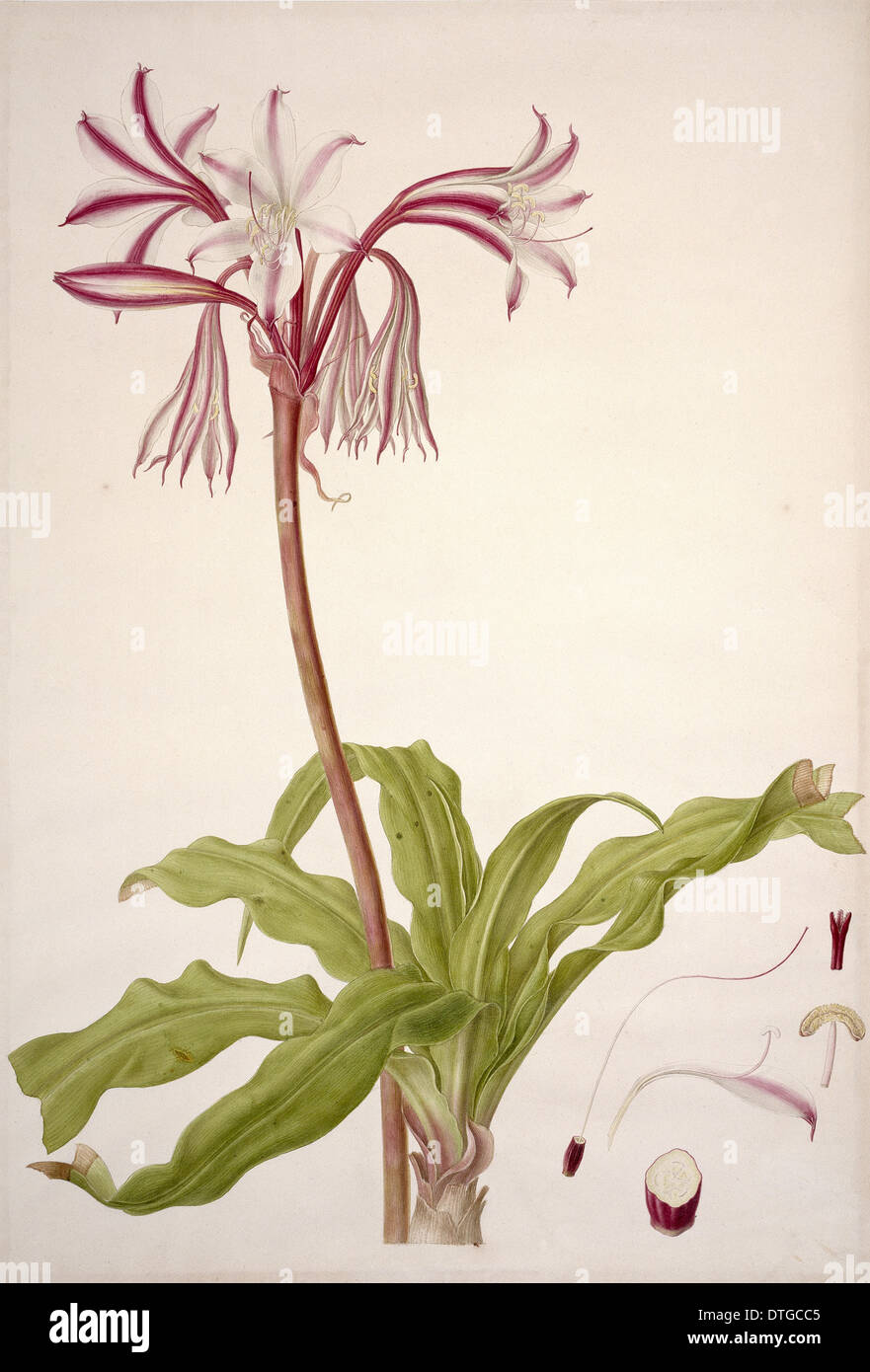 Liliaceae : lily Banque D'Images