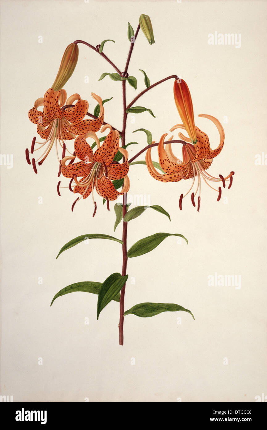 Lilium sp., Lily Banque D'Images