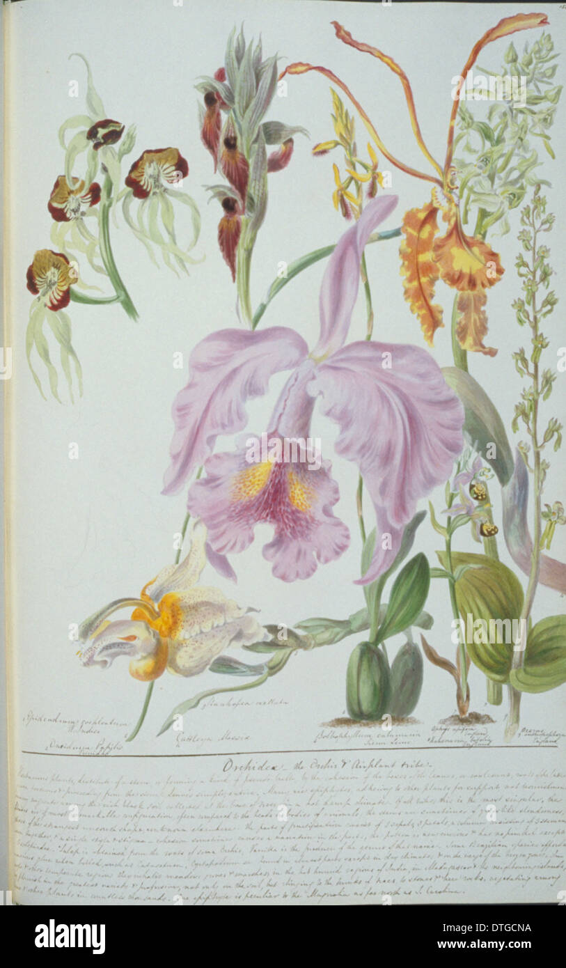 Orchidées Banque D'Images