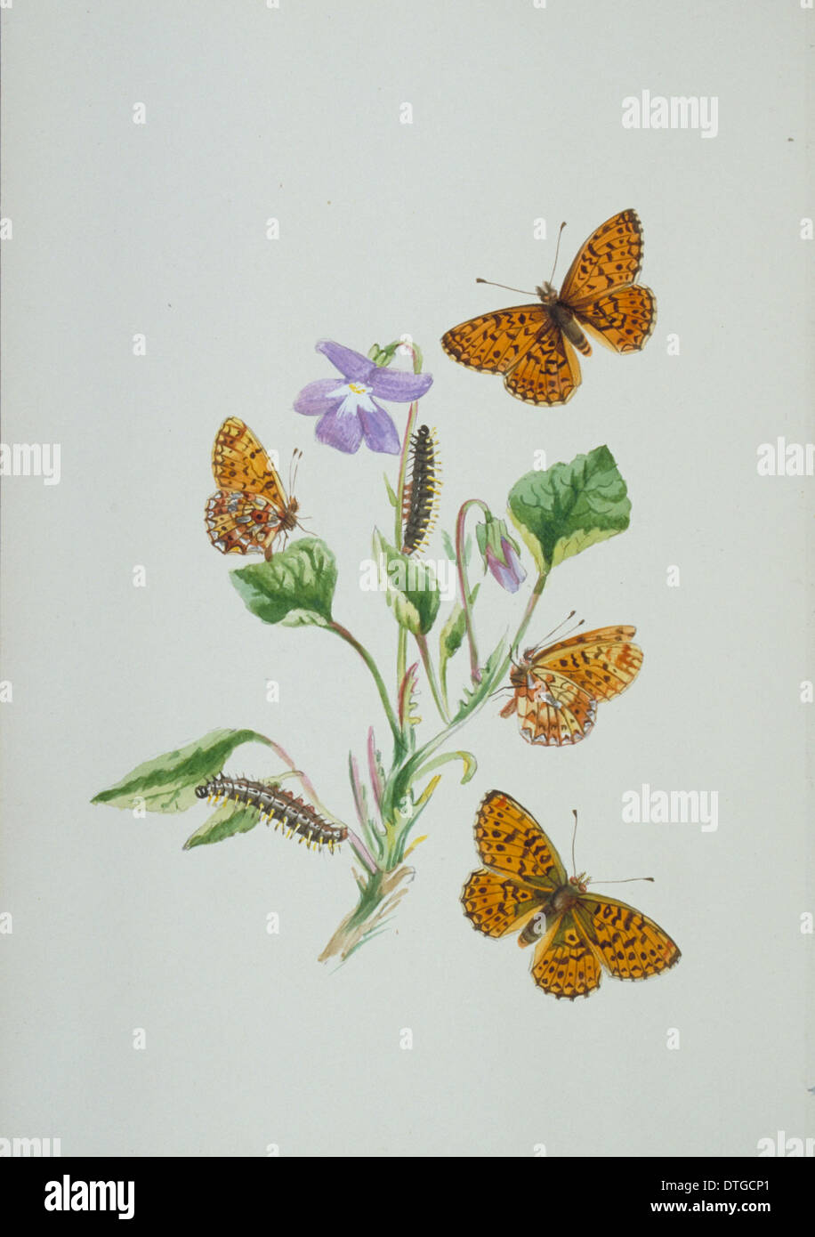 Boloria selene, petite perle-bordé fritillary (ci-dessus) Banque D'Images