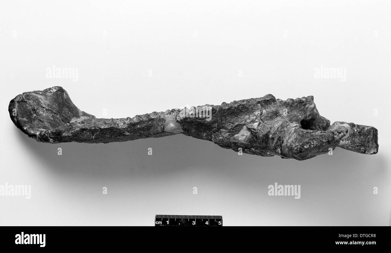 Telmatosaurus transylvanicus Banque D'Images