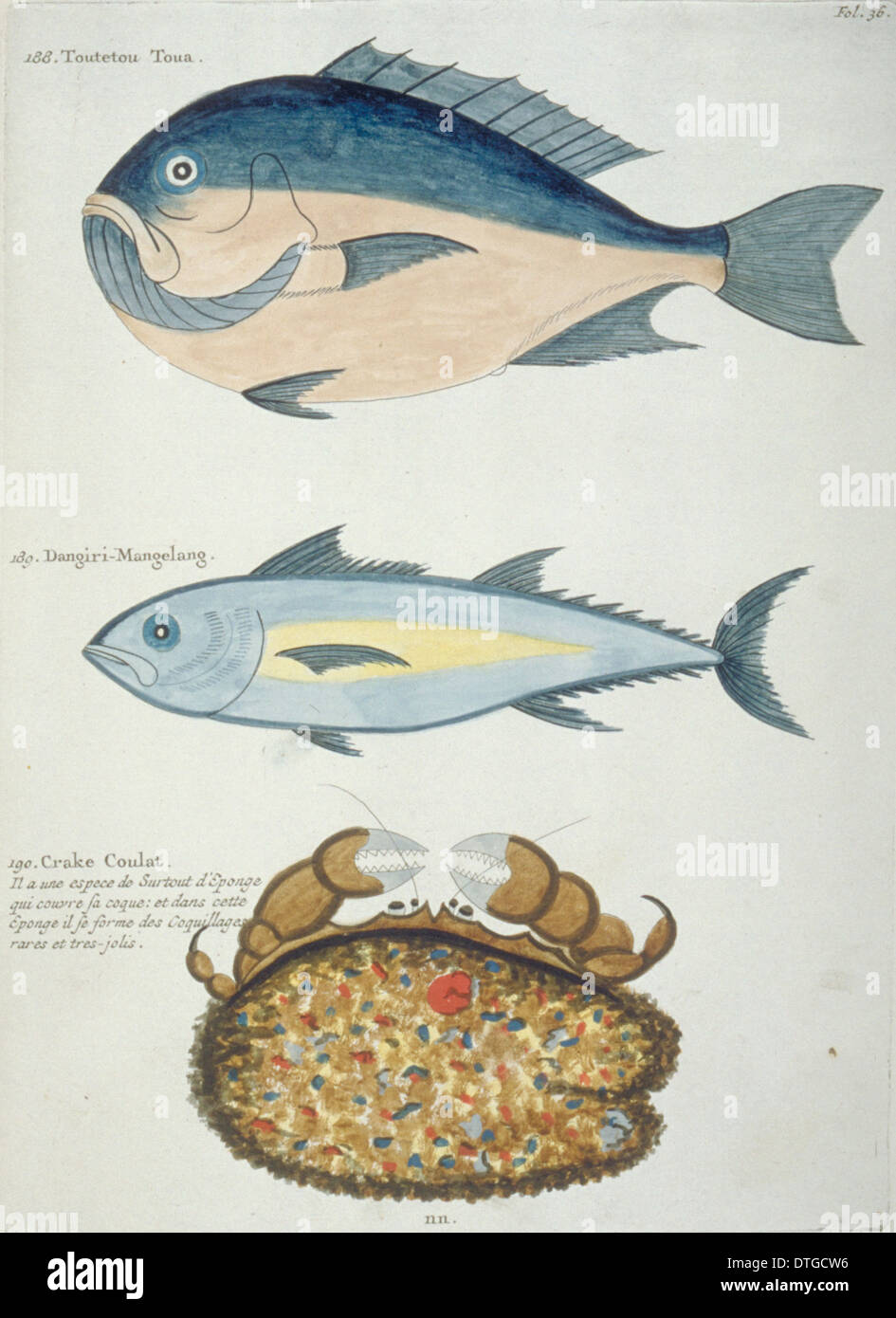 Illustration colorée de deux poissons et crustacés Banque D'Images