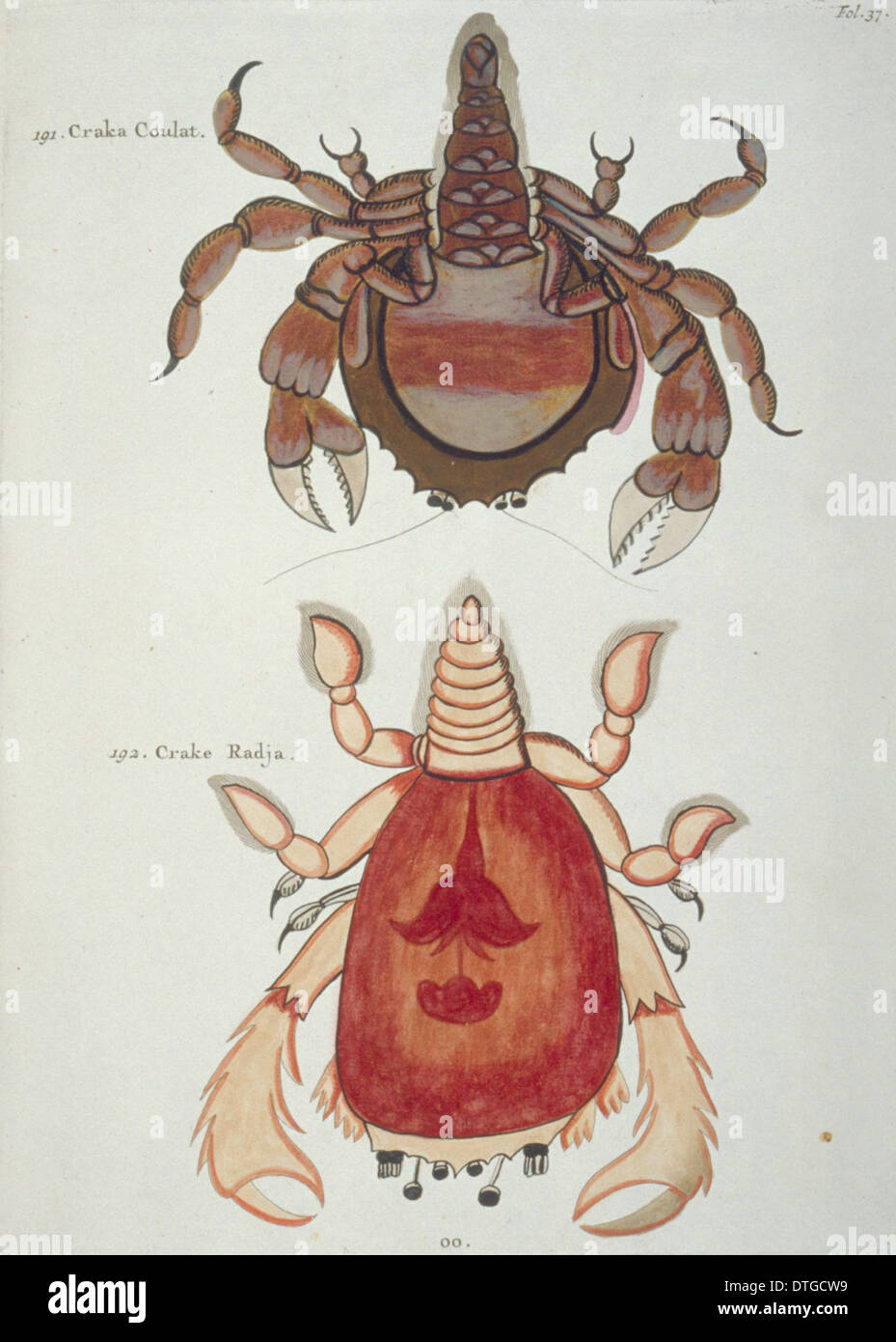 Illustration colorée de deux crustacés Banque D'Images
