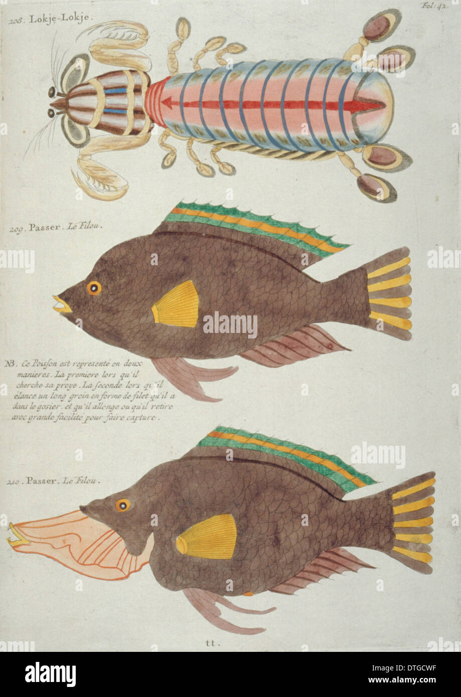 Illustration colorée de de deux poissons et crustacés Banque D'Images