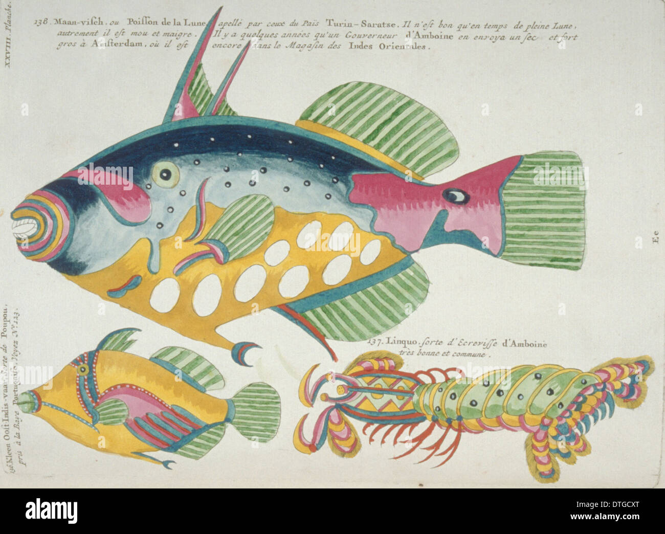 Illustration de deux poissons colorés et une stomatopod Banque D'Images
