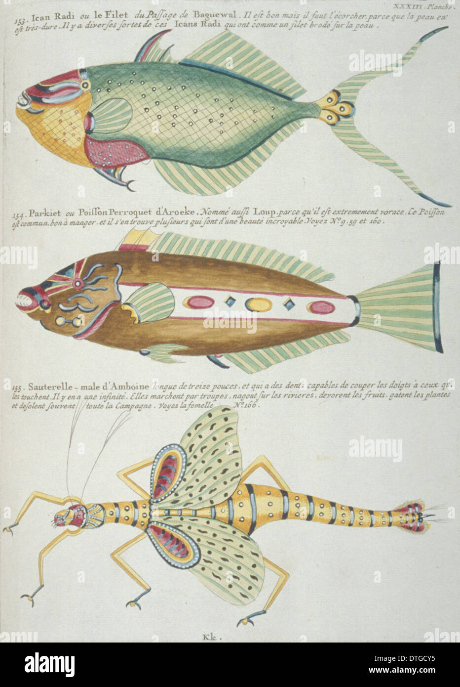 Illustration colorée de deux poissons et d'une sauterelle Banque D'Images