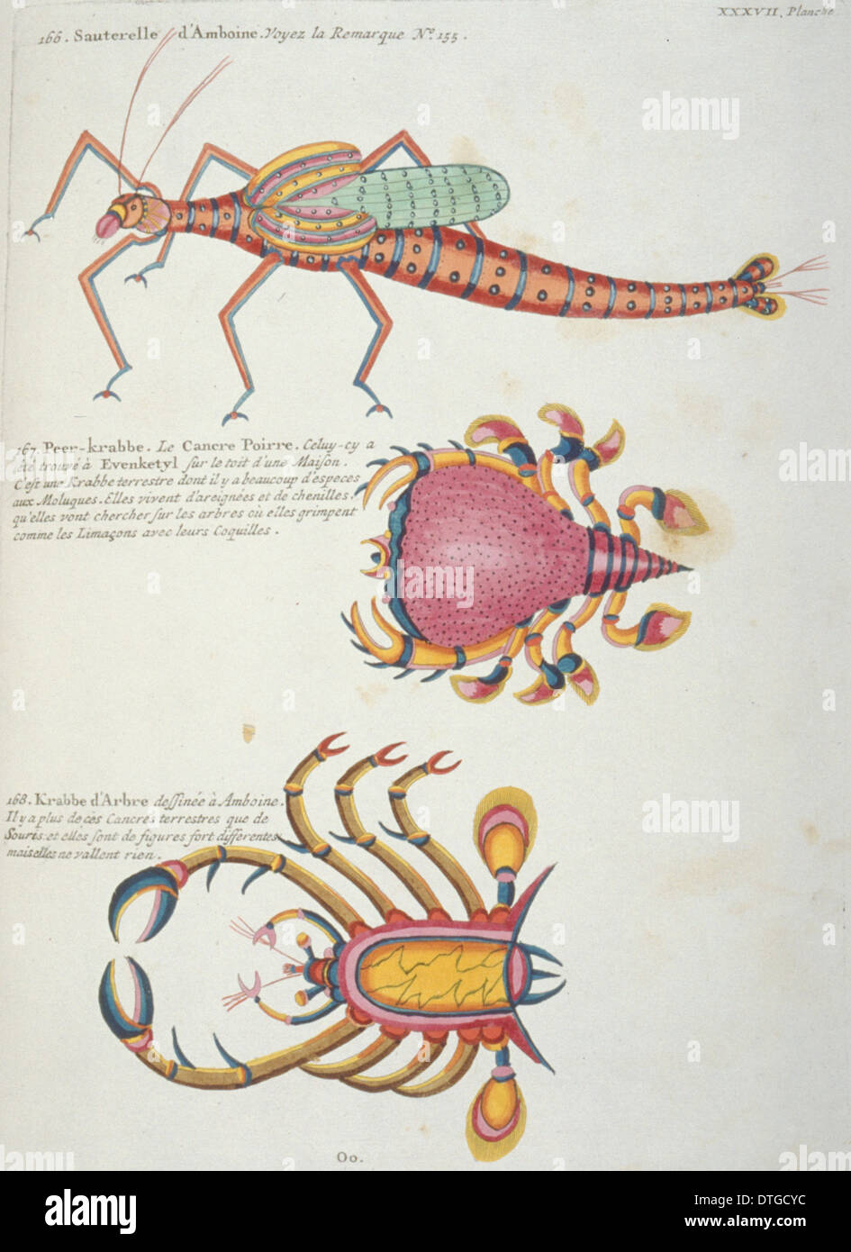 Illustration de deux crabes colorés et d'une sauterelle Banque D'Images
