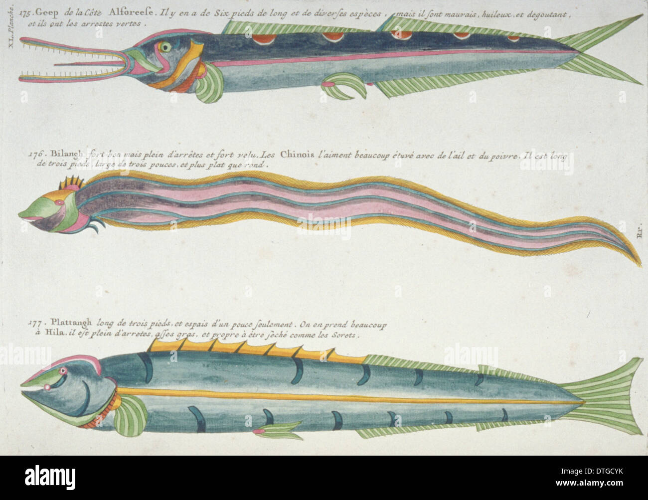Illustration de deux poissons colorés et une anguille Banque D'Images