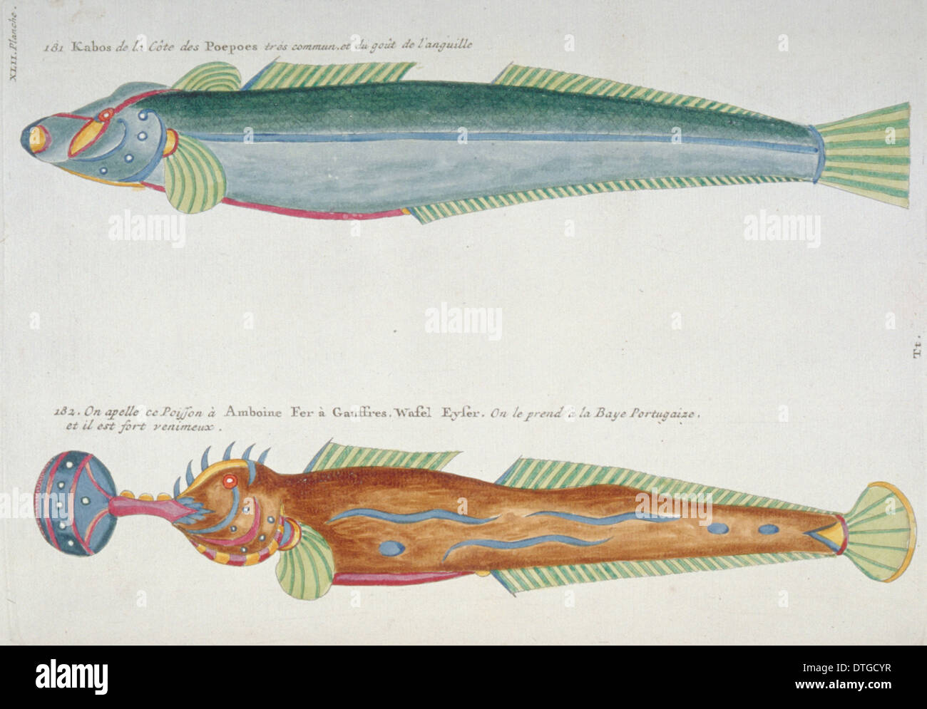 Illustration de deux poissons colorés Banque D'Images