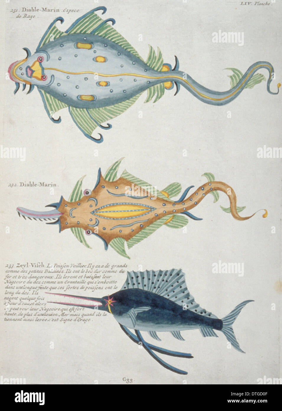 Illustration colorée de Makaira nigricans, makaire bleu et deux rayons Banque D'Images
