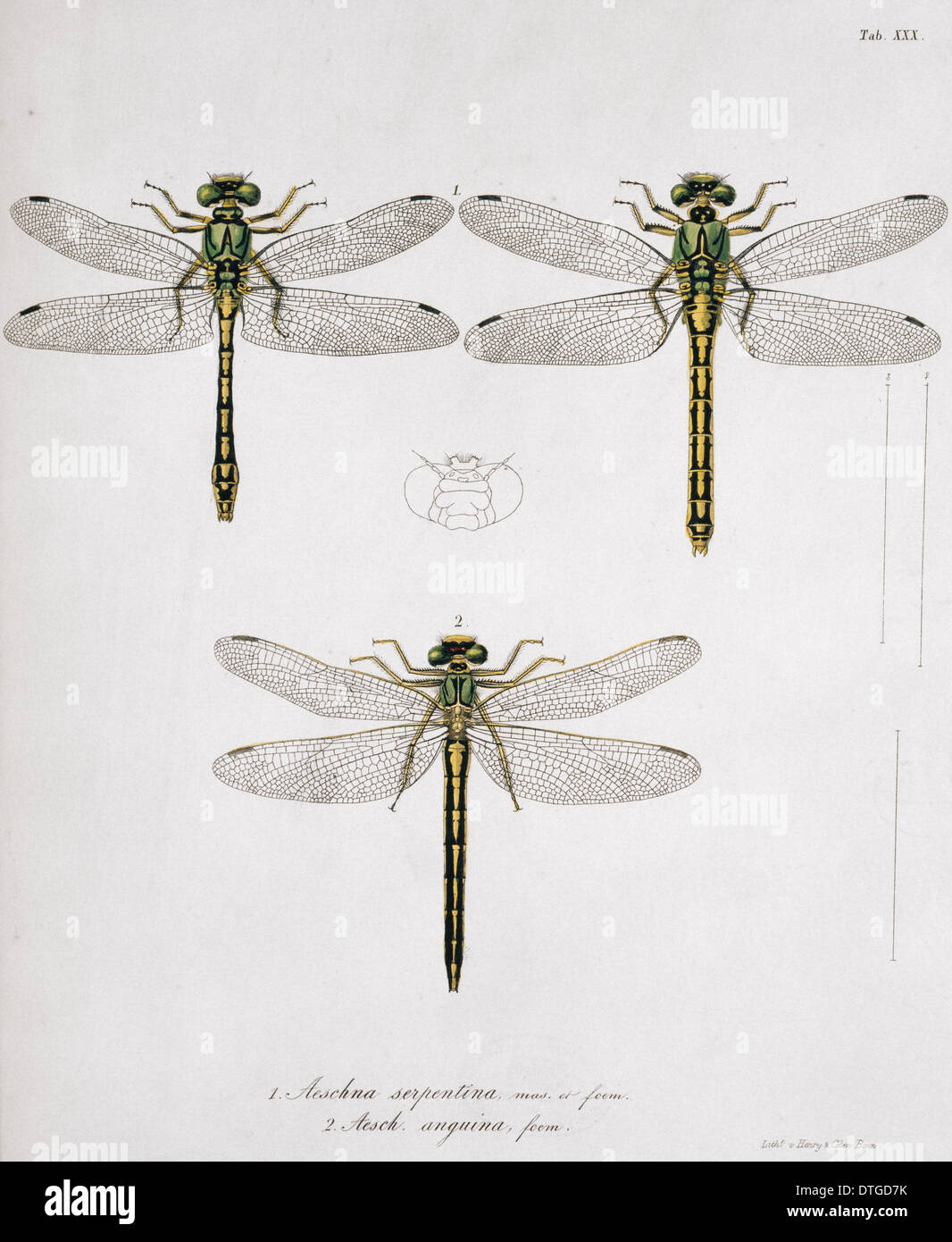 30 Plaque de Libellulinae Europaeae par de Charpentier Banque D'Images