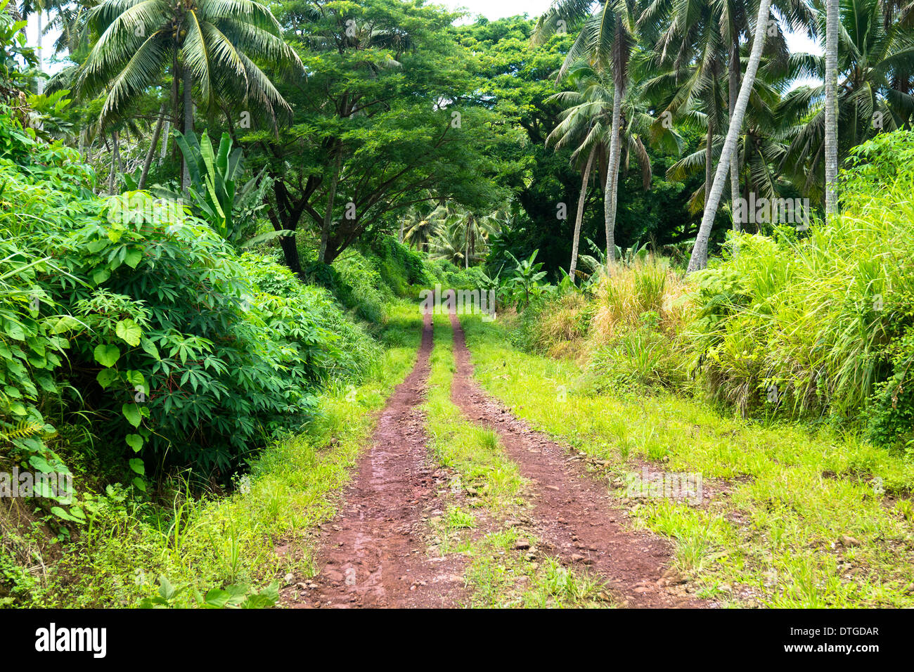 Une route de terre dans les montagnes de Fidji montrent la riche et dynamique la croissance des plantes vertes d'une forêt tropicale humide, de l'environnement. Banque D'Images