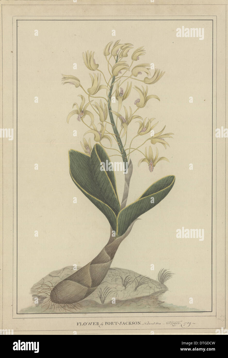 Orchidée dendrobium speciosum, rock Banque D'Images