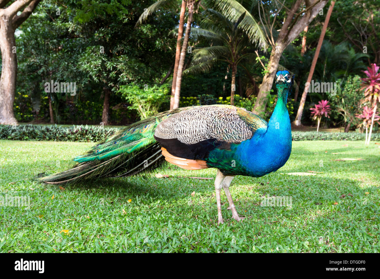 Un beau paon sauvage balade le parc d'un tropical resort à Fidji. Banque D'Images