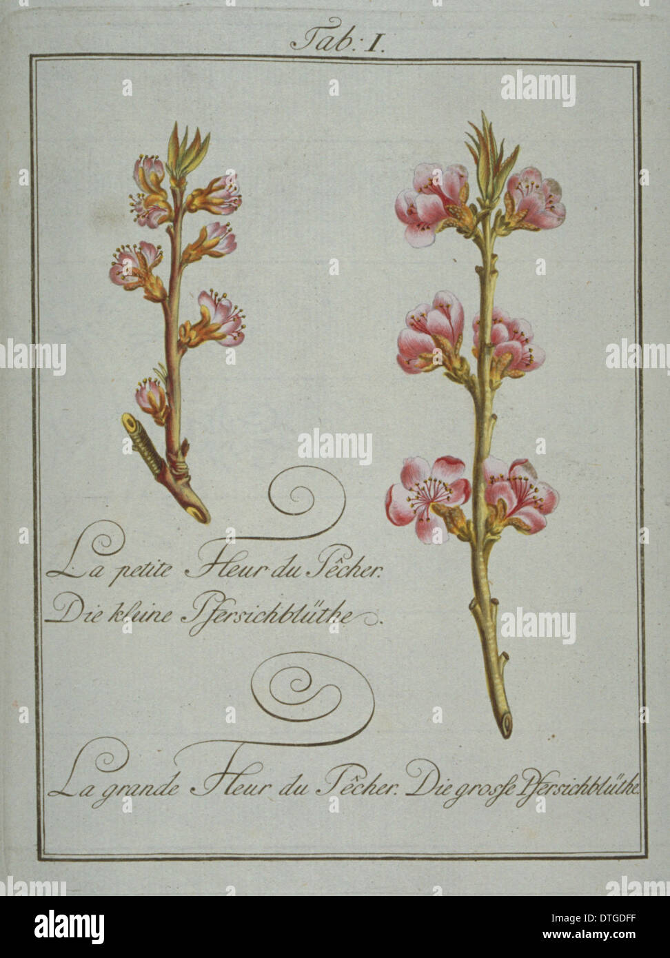 Prunus persica, petite fleur du pêcher (à gauche), de grandes fleurs du pêcher (à droite) Banque D'Images