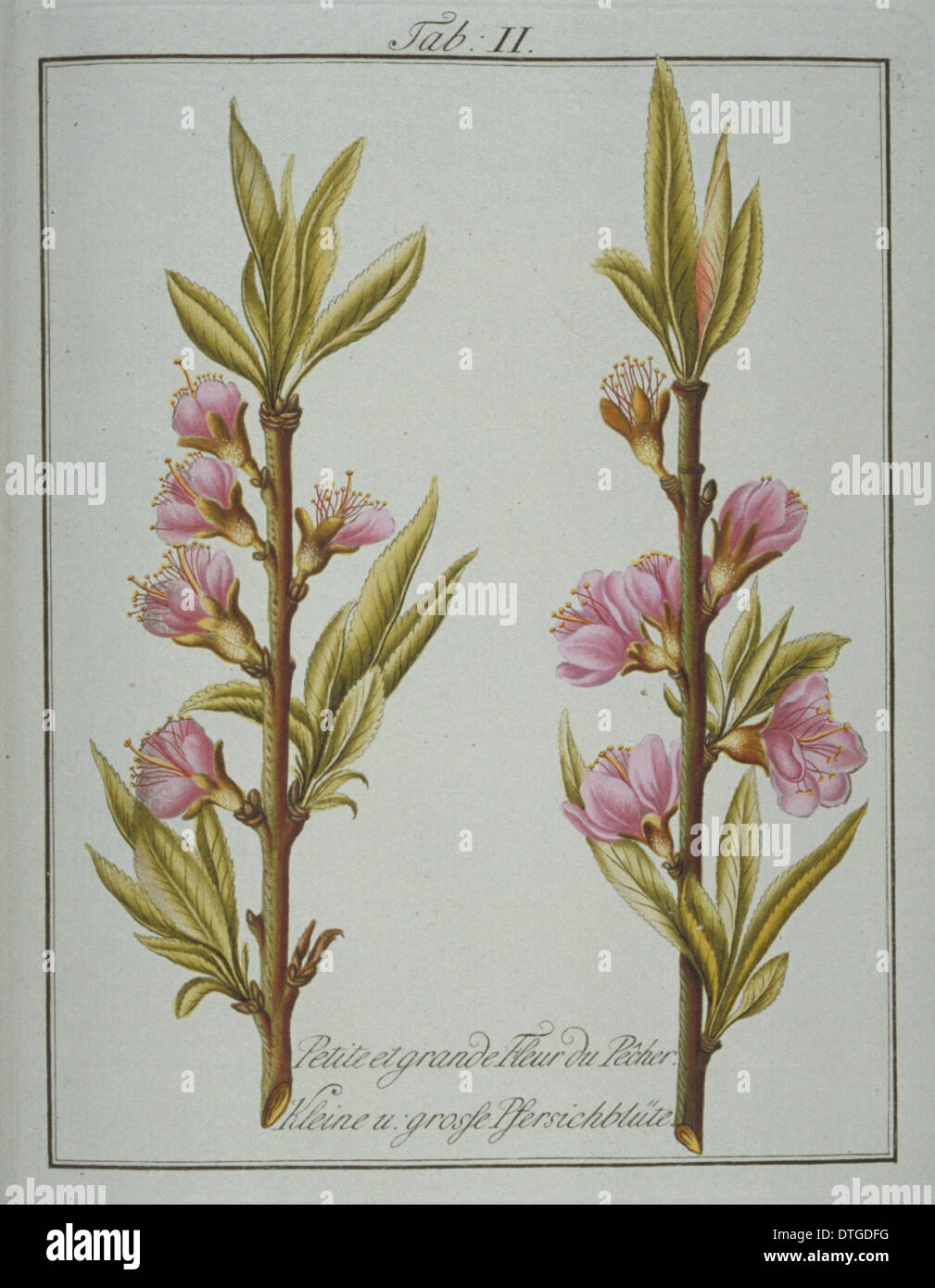 Prunus persica, petites et grandes fleurs du pêcher Banque D'Images
