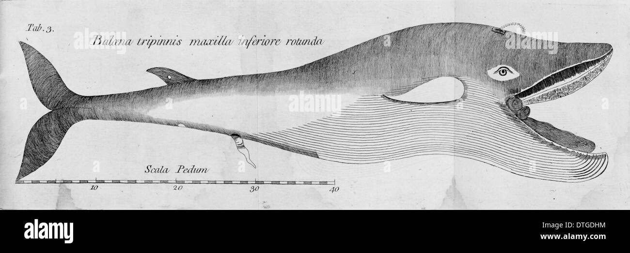 Baleine boréale (Balaena mysticetus), Banque D'Images