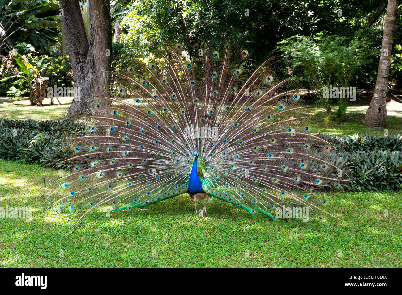 Un homme peaccock affiche ses plumes dans une tentative pour attirer les paonnes pour l'accouplement. Banque D'Images