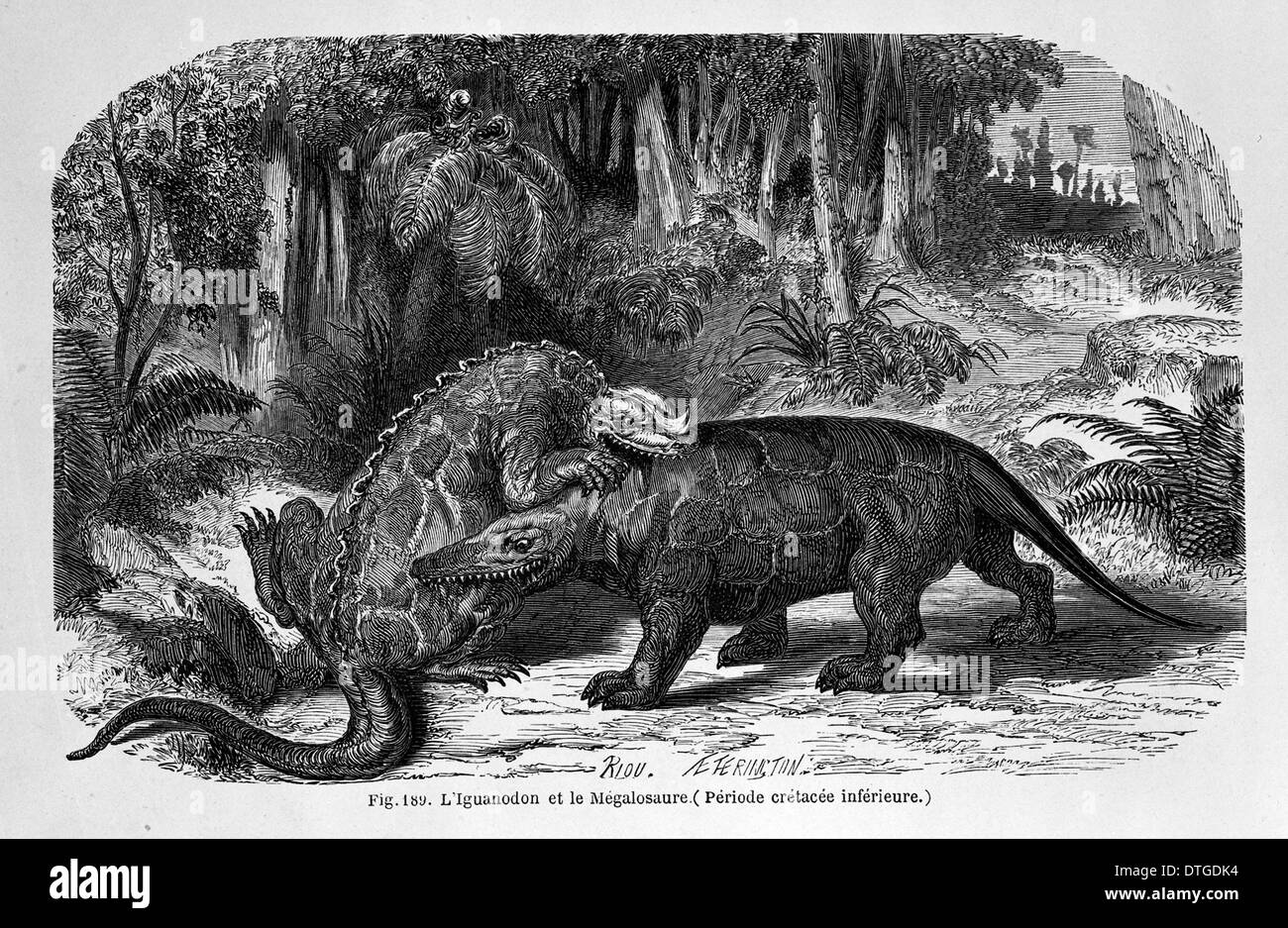 Iguanodon & Megalosaurus Banque D'Images