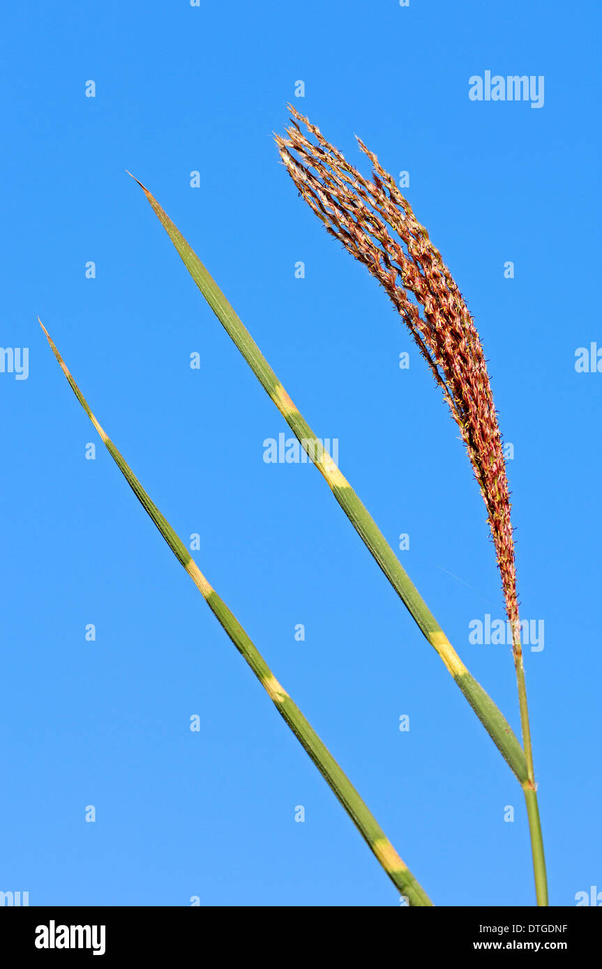 'Zebrinus' herbe Zebra (Miscanthus sinensis) Banque D'Images