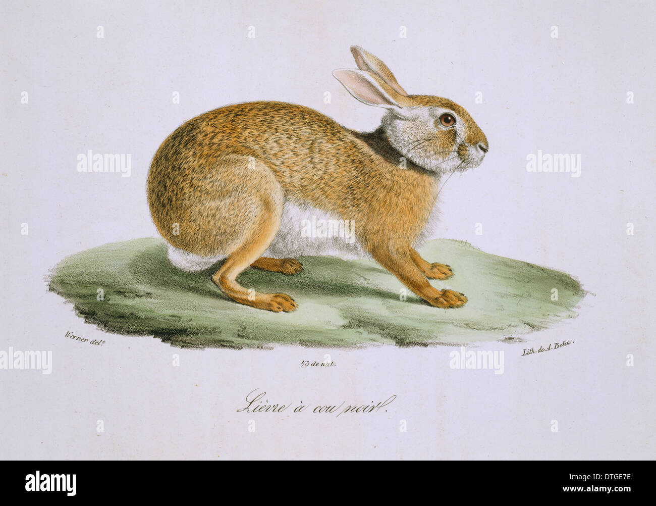 Lepus europaeus, European brown hare Banque D'Images