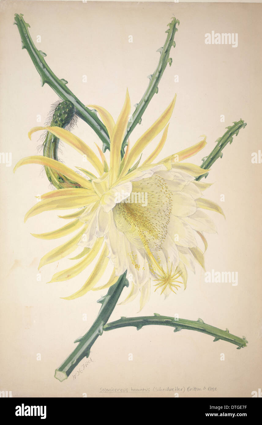 Selenicereus hamatus, Reine de la nuit Banque D'Images