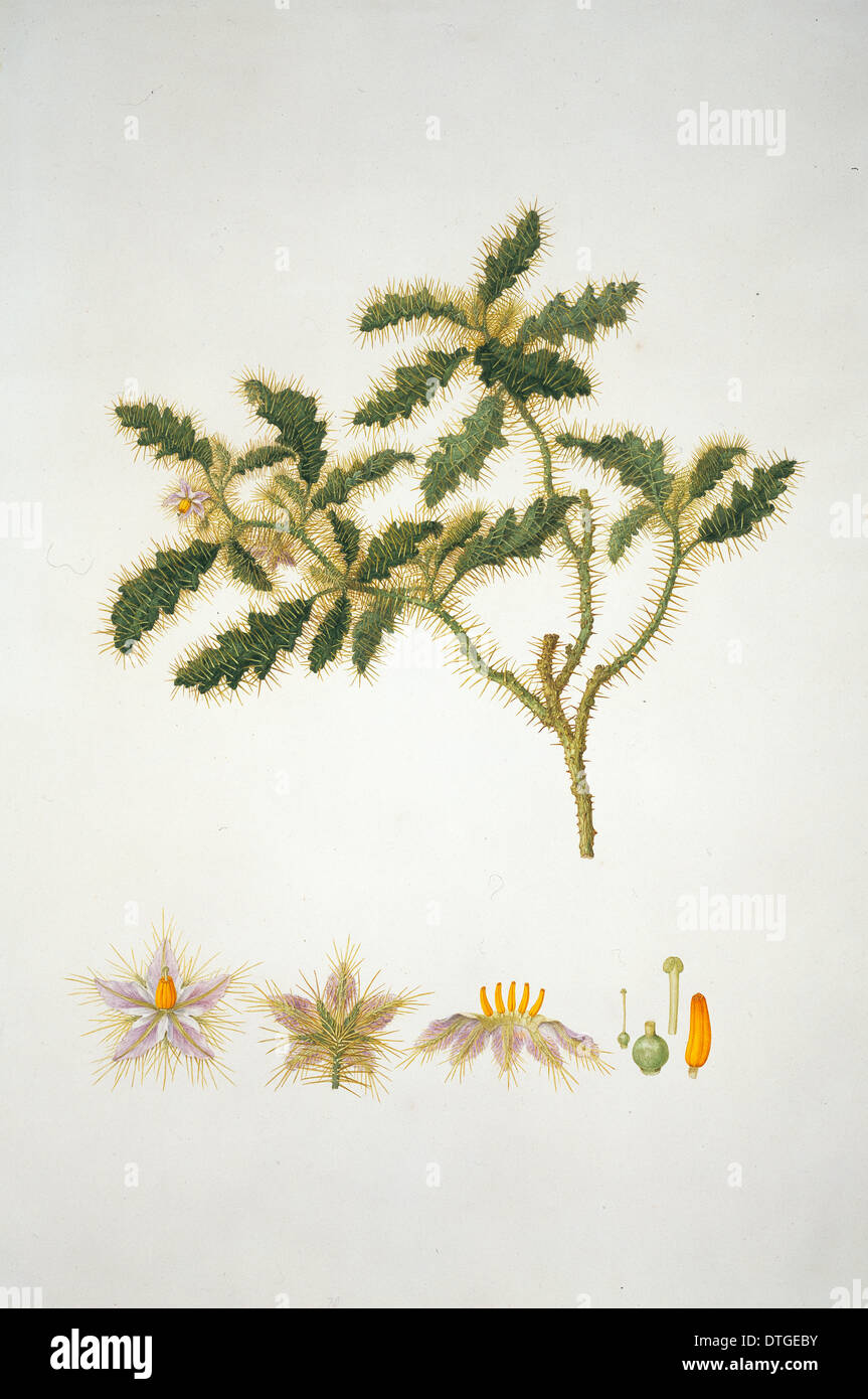 Solanum hystrix, chardon Afghane Banque D'Images
