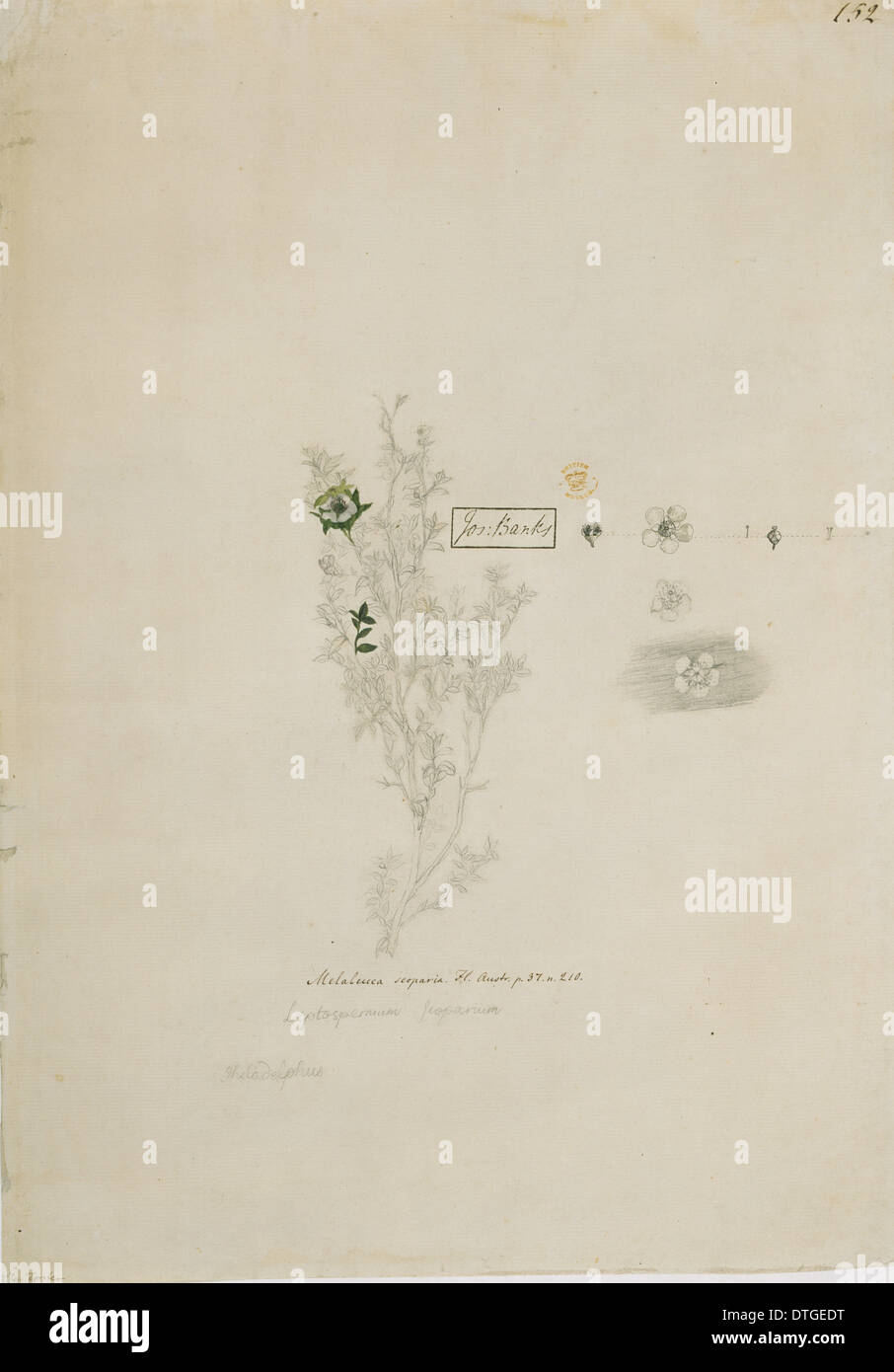 Leptospermum scoparium, Nouvelle-Zélande l'arbre de thé Banque D'Images