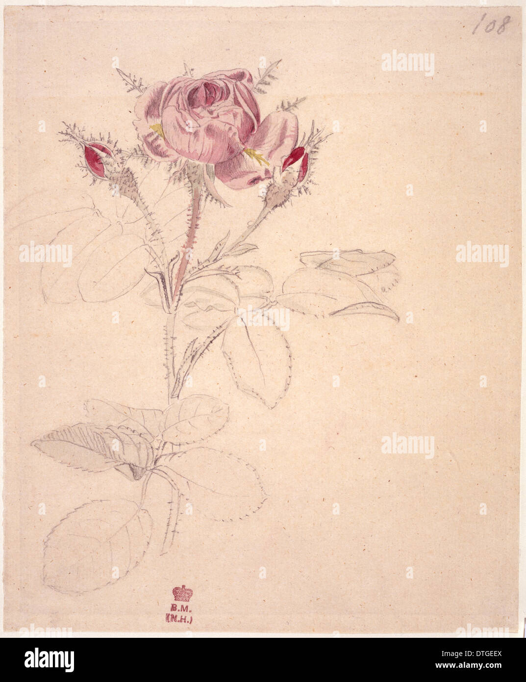 Rosa Centifolia, mousse rose Banque D'Images