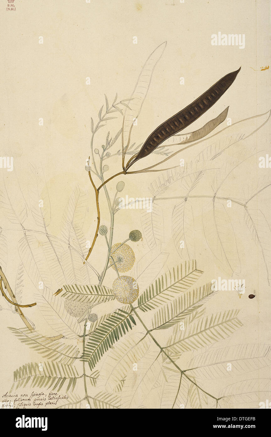 Leucaena leucocephala, bush café Banque D'Images