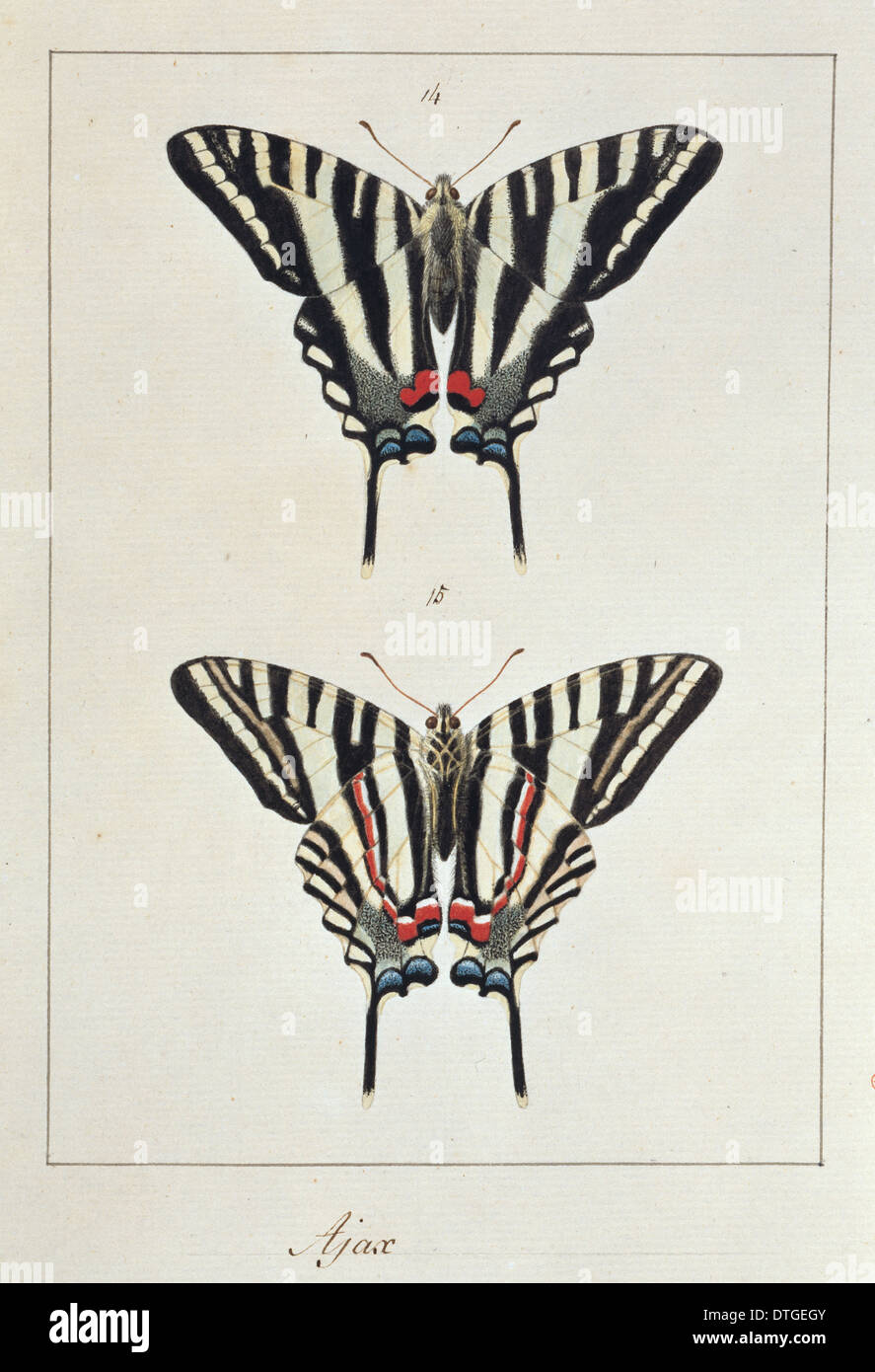 Eurytides marcellus (Ajax), papillon à queue fourchue Banque D'Images