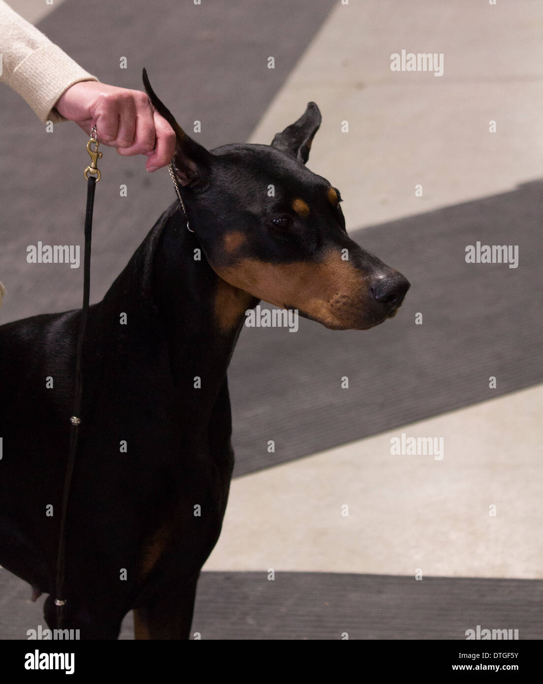 Doberman Pincher à afficher dans l'anneau à l'Ontario Breeders Dog Show à Lindsay, Ontario Banque D'Images