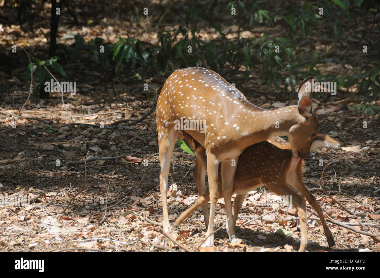 Spotted Deer chital ou le Cheetal, également connu sous le nom de chital, cerf cerf tacheté ou axis. Banque D'Images