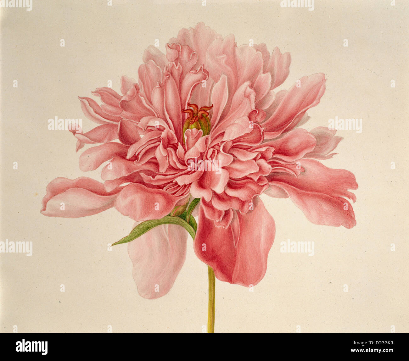 Paeonia sp., la pivoine Banque D'Images