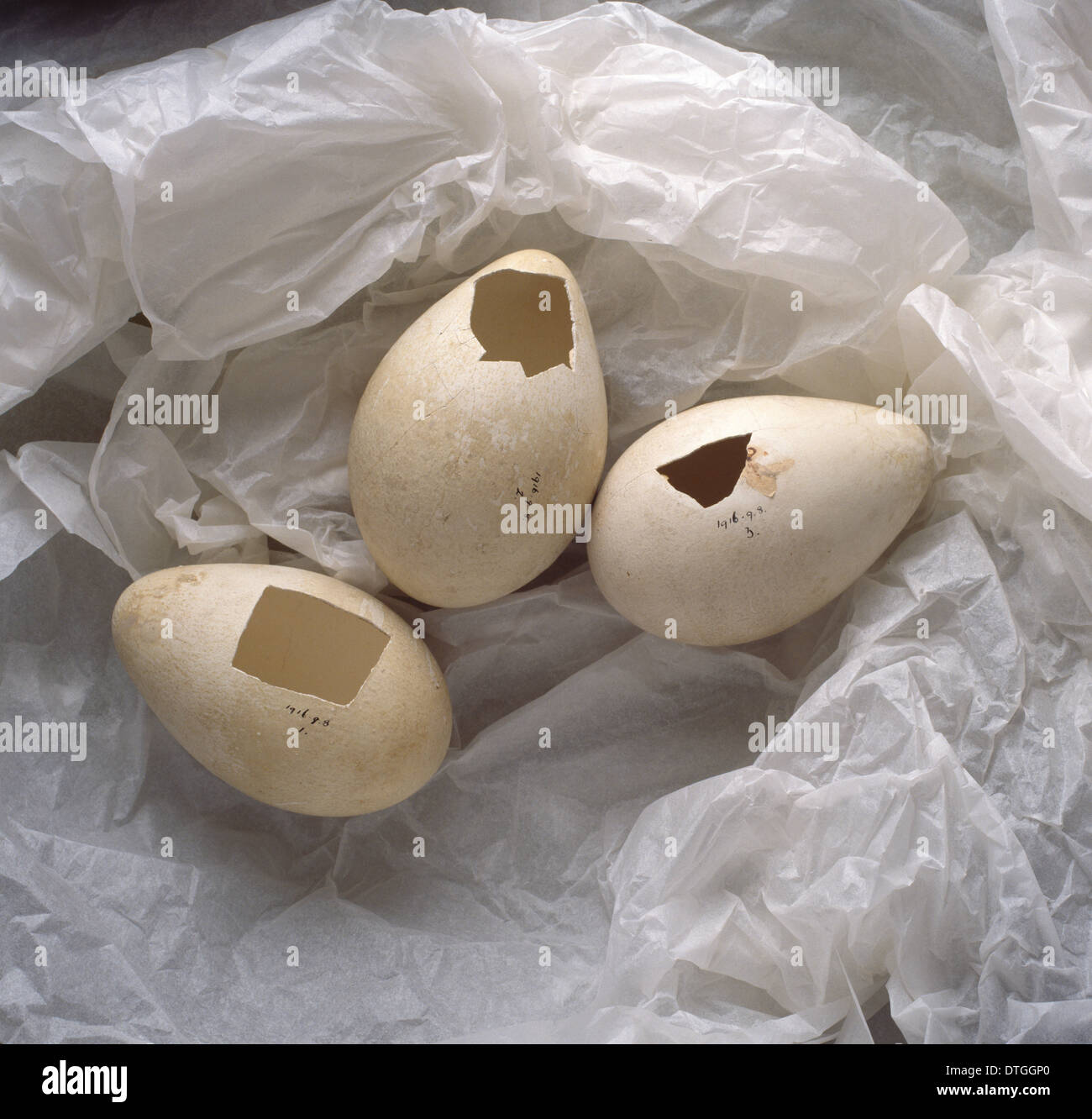 Aptenodytes forsteri, œufs de manchot empereur Banque D'Images